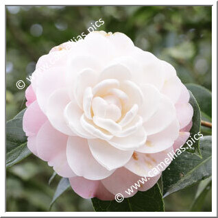 Camellia Japonica 'Queen Diana'