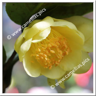 Camellia Species 'C. quephongensis'