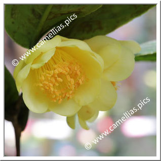Camellia Botanique 'C. quephongensis'