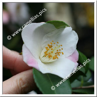 Camellia Hybrid 'Quintessence'