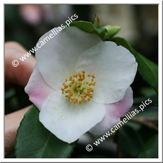 Camellia Hybride 'Quintessence'