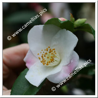 Camellia Hybrid 'Quintessence'
