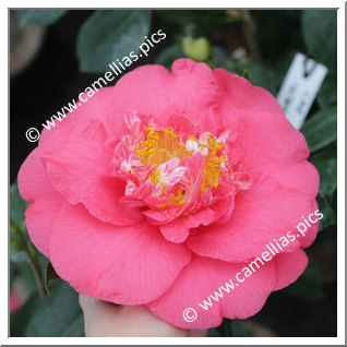 Camellia Japonica 'R.L. Wheeler'