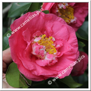 Camellia Japonica 'R.L. Wheeler'
