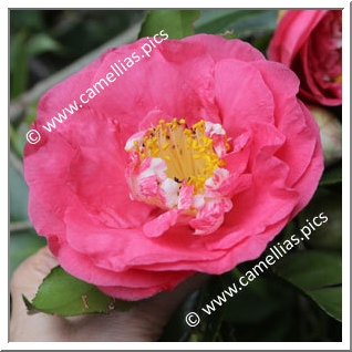 Camellia Japonica 'R.L. Wheeler'