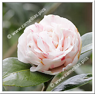 Camellia Japonica 'Rachel Tarpy'