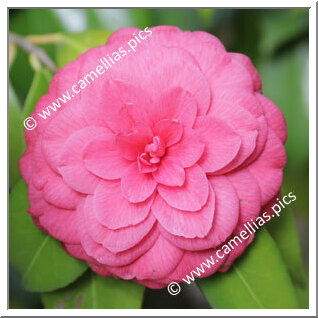 Camellia Japonica 'Rachele Odero'