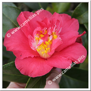 Camellia Japonica 'Racovita'