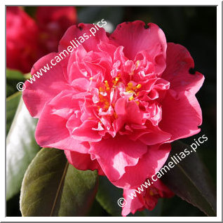 Camellia Japonica 'Racovita'