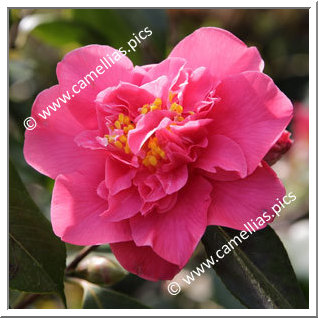 Camellia Japonica 'Racovita'