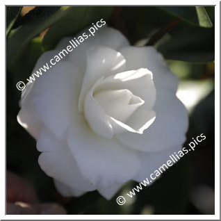 Camellia Japonica 'Ragland Supreme'