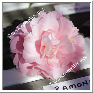 Camellia Japonica 'Ramona'