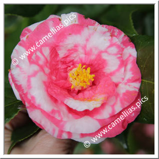 Camellia Japonica 'Ranbyôshi'