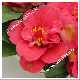 Camellia Japonica 'Rada Rassimov & Andrea Andermann'