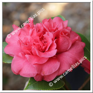 Camellia Japonica 'Rawesiana'