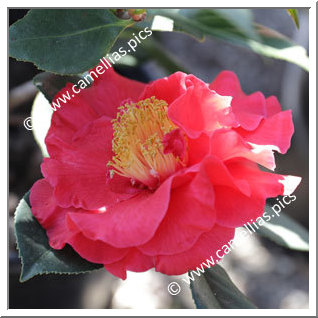Camellia Reticulata 'Ray Gentry'