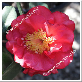 Camellia Reticulata 'Ray Gentry'