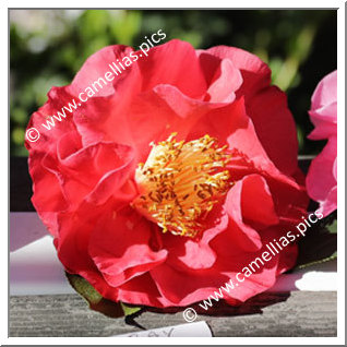 Camellia Reticulata 'Ray Gentry'