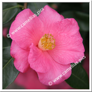 Camellia Japonica 'Red Candles'