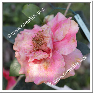 Camellia Reticulata 'Red China'