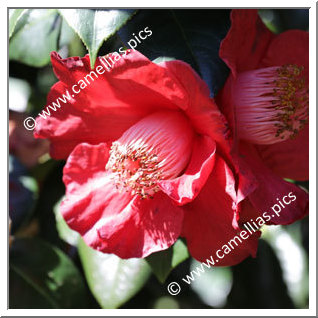 Camellia Hybrid 'Red Crystal'