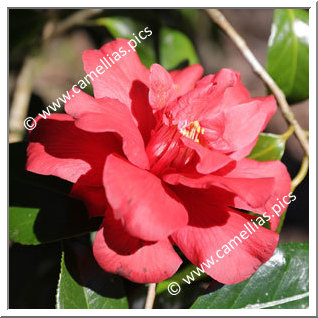 Camellia Hybrid C.x williamsii 'Red Dahlia'
