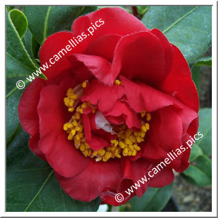 Camellia Japonica 'Red Dandy'
