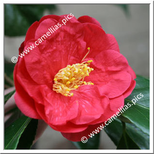 Camellia Japonica 'Red Ensign'
