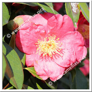 Camellia Japonica 'Red Ensign'