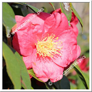 Camellia Japonica 'Red Ensign'