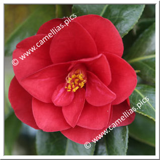 Camellia Japonica 'Red Hots'