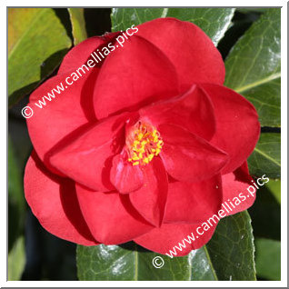 Camellia Japonica 'Red Hots'