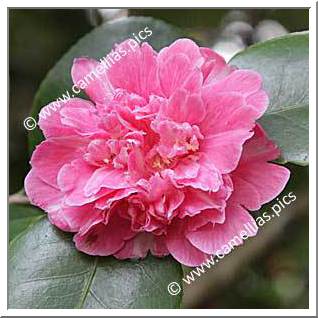 Camellia Japonica 'Red Prince Albert'