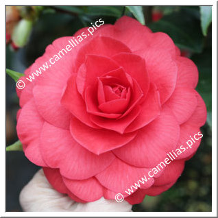 Camellia Japonica 'Red Red Rose'