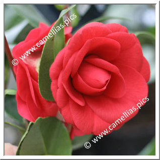 Camellia Japonica 'Red Red Rose'