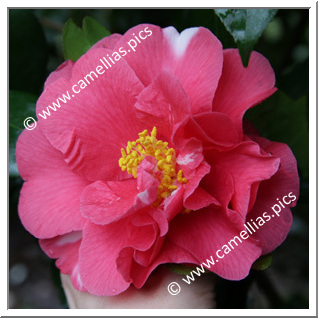 Camellia Japonica 'Reg Ragland'