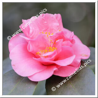 Camellia Japonica 'Regina dei Giganti (US)'