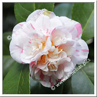 Camellia Japonica 'Regina d'Inghilterra'