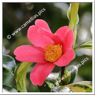 Camellia Japonica 'Reigyoku'