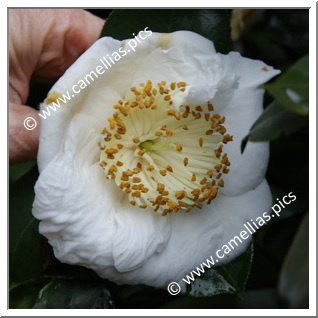 Camellia Camellia Japonica de Higo 'Reihô'