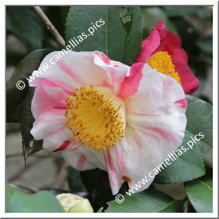 Camellia Japonica 'Reikanji-ezo-nishiki'