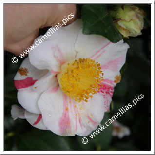 Camellia Japonica 'Reikanji-ezo-nishiki'