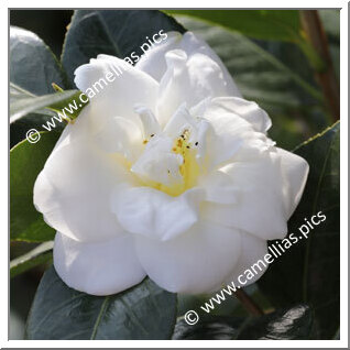 Camellia Japonica 'Reikanji-Hakubotan'