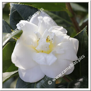 Camellia Japonica 'Reikanji-Hakubotan'