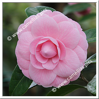Camellia Japonica 'Reine des Beautés'