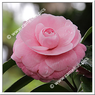 Camellia Japonica 'Reine des Beautés'