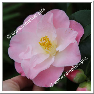 Camellia Japonica 'April Remembered'