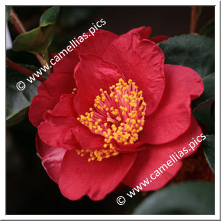 Camellia Hybrid C.x williamsii 'Rendezvous'