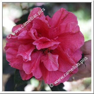 Camellia Hybrid C.reticulata  'Renee Land'