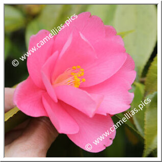 Camellia Hybrid 'Renge'